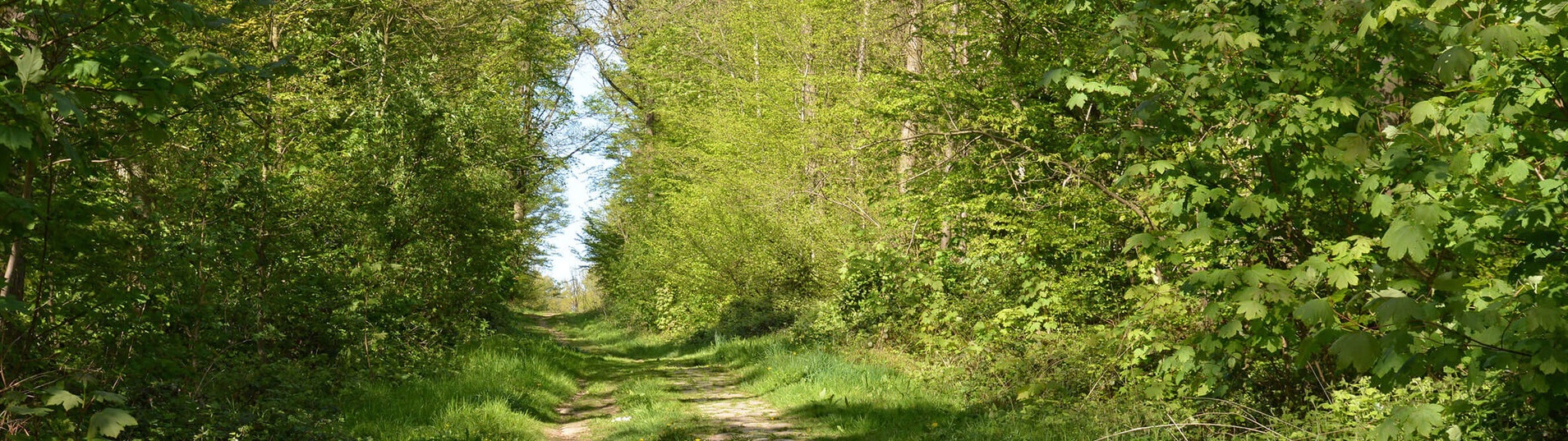 VILLE DE NOISY LE ROI